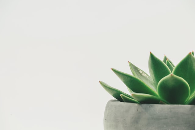 Enjoy a potted succulent in minimalist form.